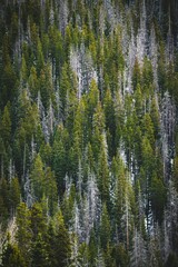 Canvas Print - Dense forest of evergreen trees with a mix of green and dry foliage, a textured natural landscape.