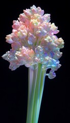 Poster - Close-up of a vibrant pink and yellow flower with green stem against a black background.