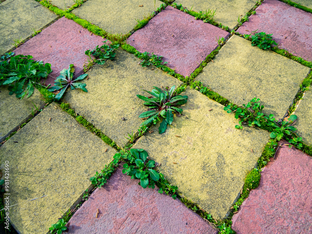Grass growing between the seams of paving slabs Stock Photo | Adobe Stock