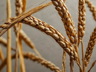 Wall Mural - Golden wheat stalks on a neutral background for harvest.