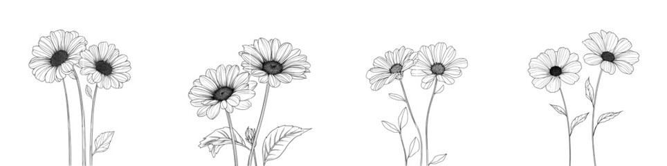 Black and white linear sketch of camomile flowers. Modern illustration.