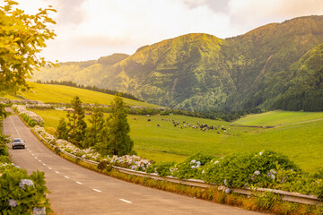 Beautiful summer landscape with green fields and cows next to the road. Sete Cidades, Sao Miguel island, Azores, Portugal, Europe.