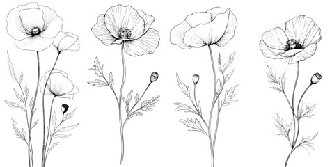 Isolated on white, a minimalist black lined poppy flower is drawn in continuous line art style.