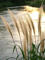 Sticker - Tall, feathery grasses swaying gently in the breeze by a calm river at sunset.