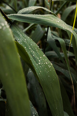 rain drops on a leaf