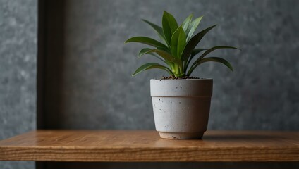 Wall Mural - Miniature potted plant adding charm to modern decor against a gray wall.