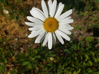 daisy flower