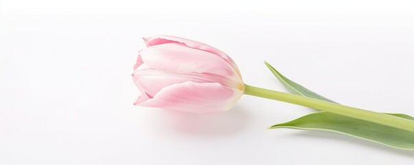 Poster - Single Pink Tulip on White Background