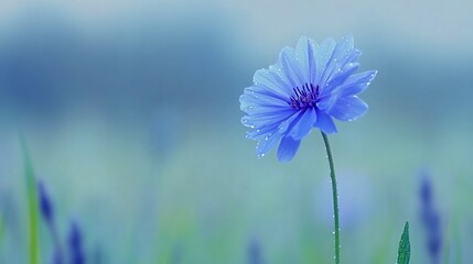 Sticker - A single blue flower with dew drops on its petals stands out against a soft, blue, blurred background of other flowers in a field.