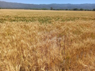 Wheat crops in northern Argentina