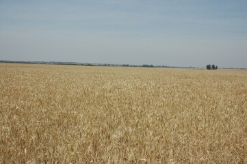 Wheat crops in northern Argentina