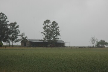 Wheat crops in northern Argentina