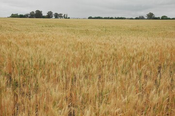 Wheat crops in northern Argentina