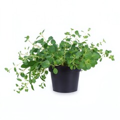 Green oregano plant in a black pot showcasing lush leaves indoors on a bright background