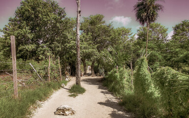 Wall Mural - Natural tropical way walking path jungle nature palm trees Mexico.