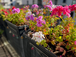 Blooming pink red Geranium pelargonium flowers in decorative flower pot hanging on a balcony fence in autumn time