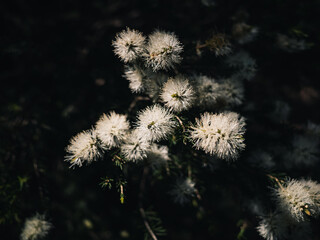 Sticker - Spring flowers in the park