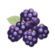 © AI_images_for_people - Flat design of a bunch of blackberries with bold purple tones and minimal shading, on a white background.
