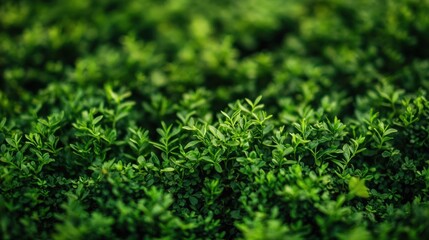 Close-up of Lush Green Foliage