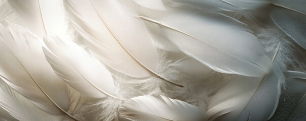 Wall Mural - Delicate white feathers in soft light, texture