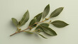 © Ice Cream Paradise - bay leaf  with bay leaves and berries against an isolated soft light gray background