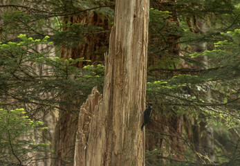 Wall Mural - Woodpecker Inspects Dead Tree Trunk In Olympic