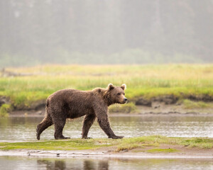 Wall Mural - alaska brown bear (ursus arctos), lake clark national park
