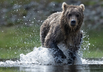 Wall Mural - alaska brown bear (ursus arctos), lake clark national park