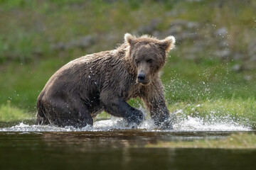 Wall Mural - alaska brown bear (ursus arctos), lake clark national park