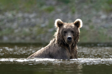 Wall Mural - alaska brown bear (ursus arctos), lake clark national park