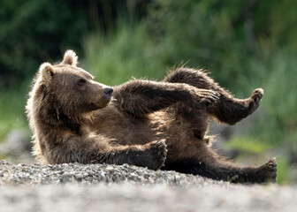 Wall Mural - alaska brown bear (ursus arctos), lake clark national park