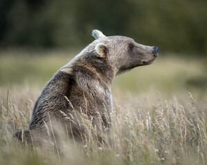 Wall Mural - alaska brown bear (ursus arctos), lake clark national park