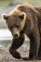 Wall Mural - alaska brown bear (ursus arctos), lake clark national park