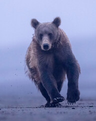 Wall Mural - alaska brown bear (ursus arctos), lake clark national park