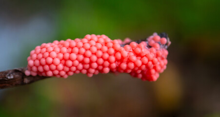 Eggs pink color of Golden Applesnail or Channeled Applesnail or Cherry Shell (Pomacea canaliculata) on blur Green rice field