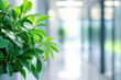 © Hunman - Blur background of modern workplace decorated with green plant. Blurred office corridor with plants and glass walls.