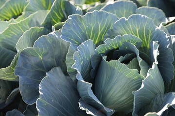 Green cabbages growing in field on sunny day, closeup