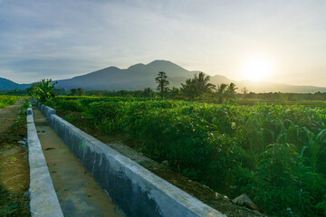 indonesia beauty landscape paddy fields in north bengkulu natural beautiful morning view from Indonesia of mountains and tropical forest