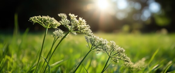 Close-up of fresh dill flowers in sunlit garden for nature photography art