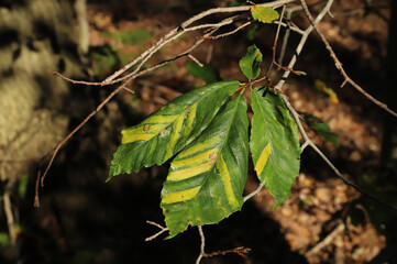 Close up of the leaves of an American Beech (Fagus grandifolia), with the yellow stripes characteristic of Beech leaf disease.  Leaf damage becomes most apparent in late summer to fall.