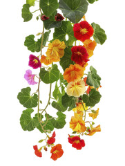 A vibrant cascade of colorful nasturtium flowers, with bright orange, yellow, red, and pink blooms, and lush green leaves.