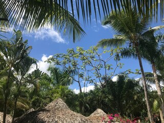 palm trees in the beach