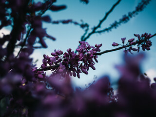 Sticker - Spring blossom