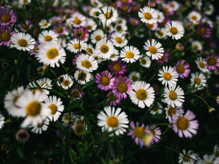 Wall Mural - Daisies in the garden