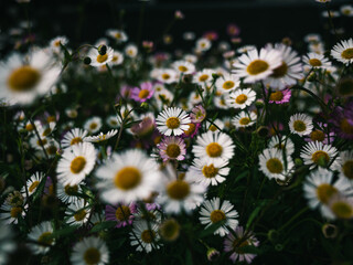 Wall Mural - Daisies in the garden