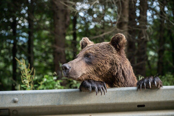  brown bear on the side of the road in Vrancea, Romania, 2024