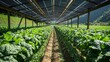 © Sinechana - 28. Agrivoltaic canopy setup in a French farm, with rows of crops growing underneath the solar panels, blending renewable energy and agriculture