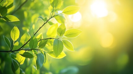 114. Spring sunlight illuminating green leaves, with the sun rays creating lens flares and the foliage moving gently in the breeze, capturing a serene and peaceful natural scene