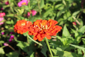 Zinnia or Youth and age beautiful flowers