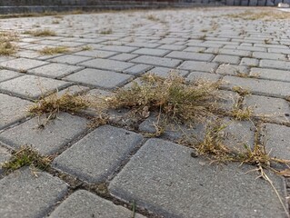 a patch of grass on a sidewalk in front of a building